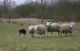 BORDER COLLIE - MOUTONS 058